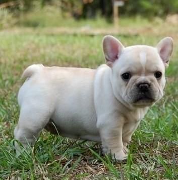 Excelente cachorrito macho bulldog frances