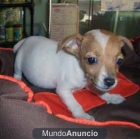 jack russel - mejor precio | unprecio.es