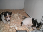 JACK RUSSELL PEDIGREE EN MADRID - mejor precio | unprecio.es
