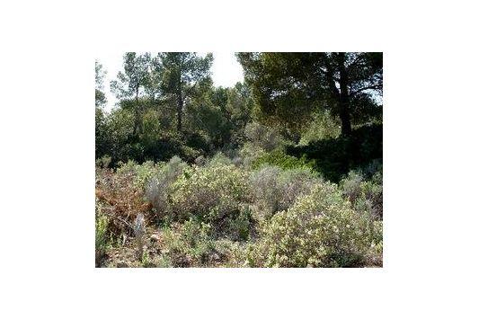 Terreno y Solares En Venta en Santa Ponsa, Mallorca