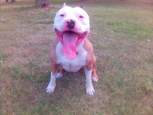 VENDO CACHORROS DE PIT BULL AMERICANO (badalona)