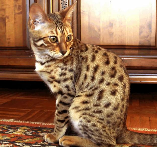 vendo excepcional Bengal de Pedigree