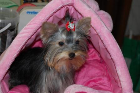 Yorkshire con pedigree 250€
