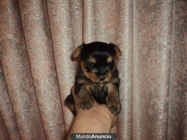 yorkshire terrier