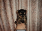yorkshire terrier - mejor precio | unprecio.es