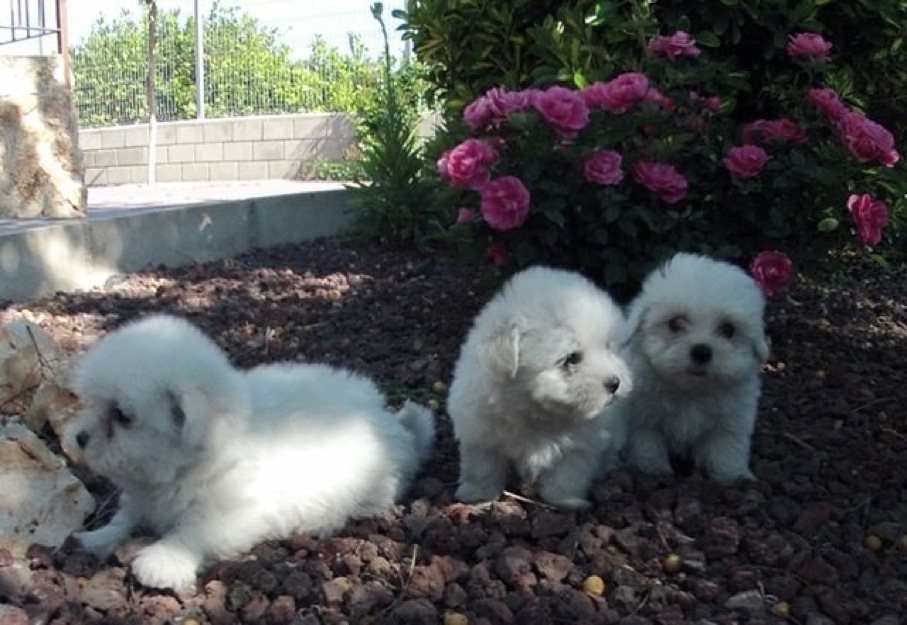 Cachorros Bichón Maltés Standar & Toys