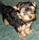 Adorable yorkie femenino - mejor precio | unprecio.es