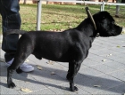 busco perra stanfor shire bull terrier - mejor precio | unprecio.es