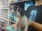 CACHORRO DE BULLDOG FRANCES MACHO,  490 EUROS - mejor precio | unprecio.es