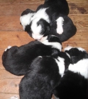 Cachorros de border collie - mejor precio | unprecio.es