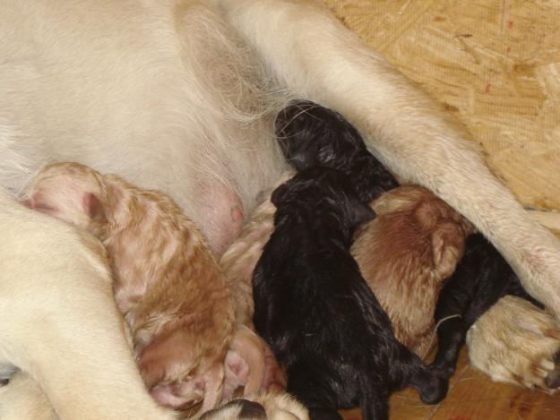 Labradores