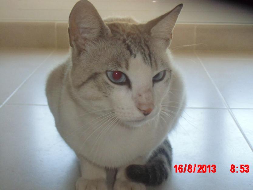 Lucas, gato casero de ojos azules que fue abandonado. Precisa adopción