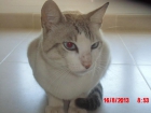 Lucas, gato casero de ojos azules que fue abandonado. Precisa adopción - mejor precio | unprecio.es