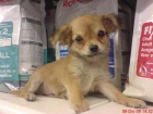 Preciosa camada de chihuahuas - mejor precio | unprecio.es