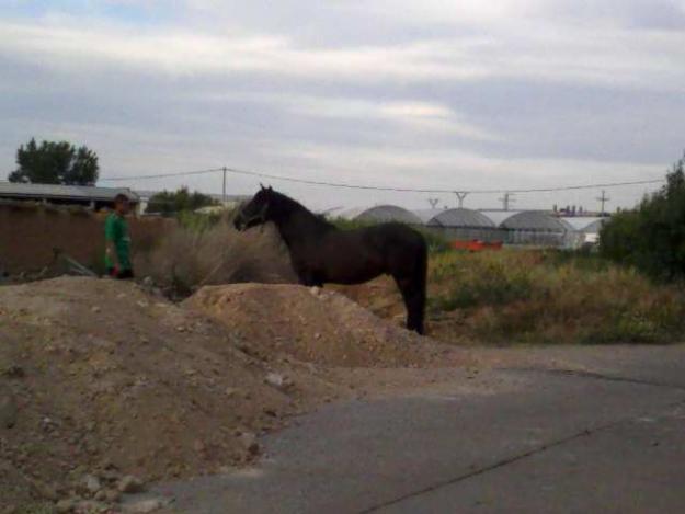 vendo caballo