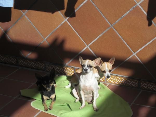 Vendo chihuahuas