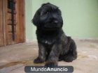 GOS D´ATURA CATALA CACHORROS. - mejor precio | unprecio.es