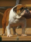 Best bulldog girona. disponible para montas - mejor precio | unprecio.es