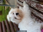 Bichon Maltes - mejor precio | unprecio.es