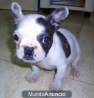 Bulldog Francés - mejor precio | unprecio.es