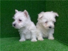 CACHORROS DE West Highland Terrier - mejor precio | unprecio.es