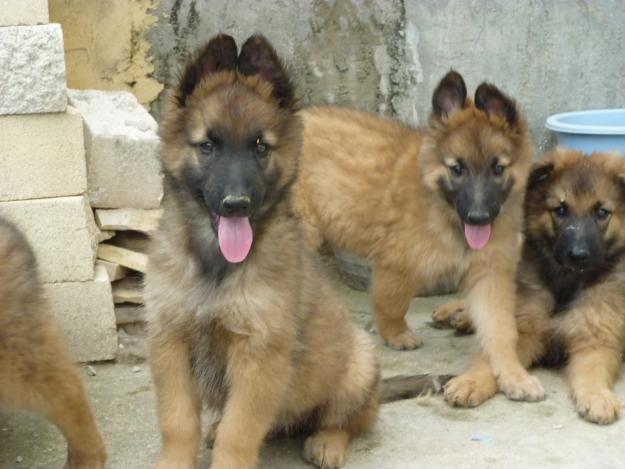 Cachorros Pastor Belga