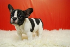 camada de bull dog frances, con las mejores garantias - mejor precio | unprecio.es