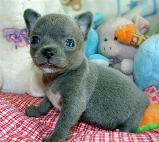 Hembra Chihuahua