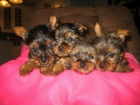 ultimos yorkshire terrier 100 - mejor precio | unprecio.es
