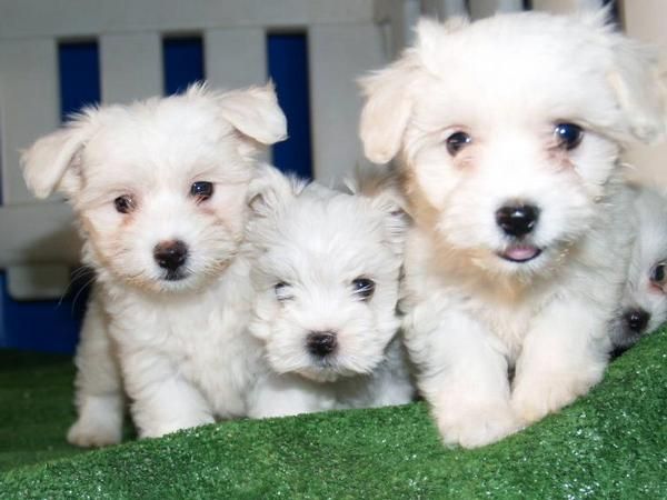 Bichon maltes, fabulosa camada. Murcia