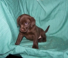 CACHORRITOS DE LABRADOR RETRIEVER DE COLOR CHOCOLATE - mejor precio | unprecio.es
