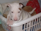 cachorro de bull terrier - mejor precio | unprecio.es