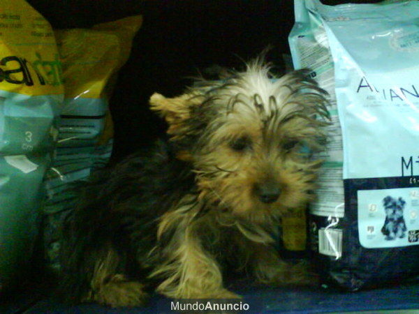 CACHORRO DE YORKSHIRE MACHO. OFERTA! 260 EUROS