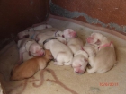 Camada de golden retriever - mejor precio | unprecio.es