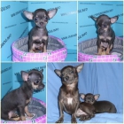 criadero de chihuahuas azules, lila, merle y chocolate - mejor precio | unprecio.es