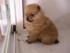 ESTUPENDOS POMERANIAS CON BUENA CALIDAD Y BUEN PRECIO - mejor precio | unprecio.es