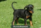 Fabulosos cachorros de Doberman - mejor precio | unprecio.es