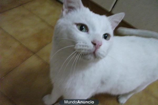 Gatito perdido/abandonado busca hogar