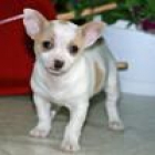 PERROS Y CACHORROS  PRECIOSOS ALA VENTA - mejor precio | unprecio.es