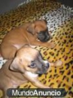 Regalo CACHORROS BOXER PURA - mejor precio | unprecio.es