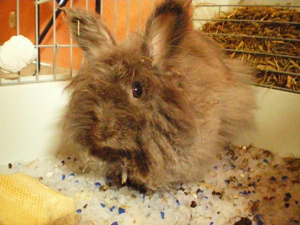 REGALO CONEJITA DE ANGORA