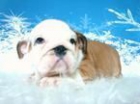 Bulldog Ingles , ejemplares disponibles desde 150 euros , machos & hembras - mejor precio | unprecio.es