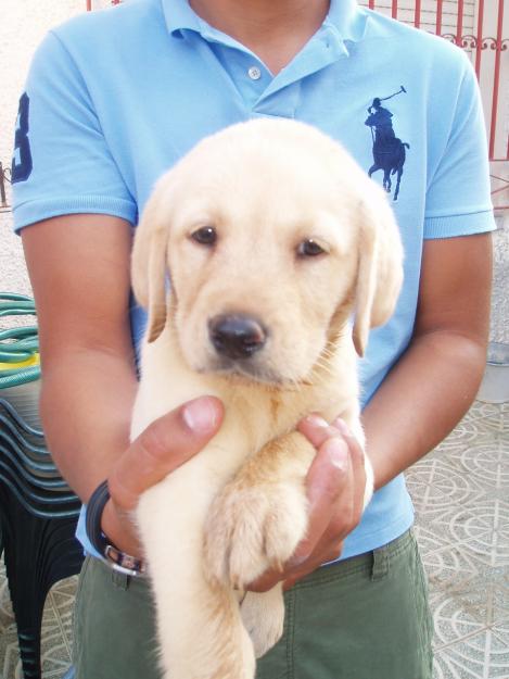 cachorros con pedigree