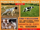cachorros pointer del valle Riaza - afijo 15648 - mejor precio | unprecio.es