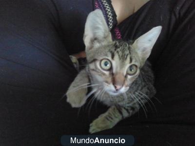 Gades con 3 meses viviendo en la carretera