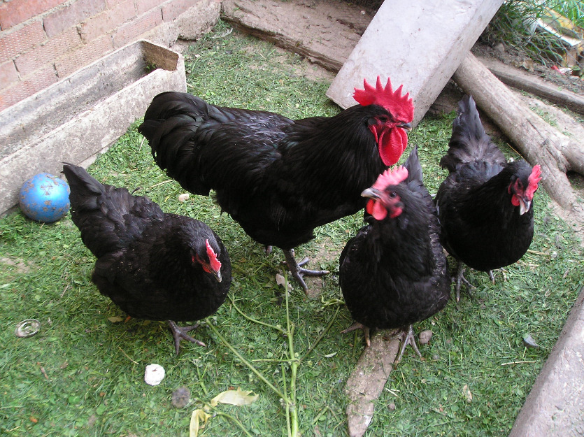 pollitos y huevos de gallinas australorp