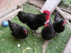 pollitos y huevos de gallinas australorp - mejor precio | unprecio.es