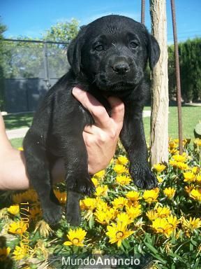 preciosa camada de labrador retriever