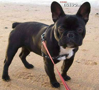 se ofrece bulldog frances para monta en bilbao