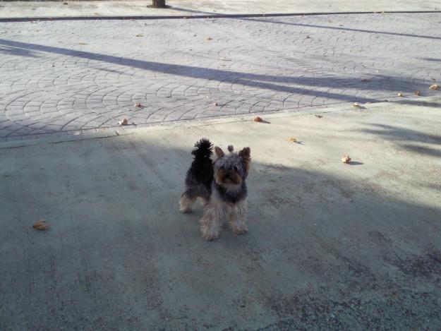 se ofrece yorkshire macho para monta inscrito en la rsce (real sociedad canina española)
